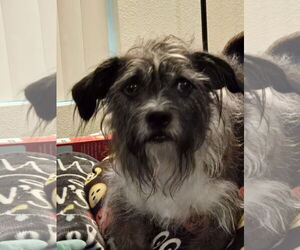 Mutt Dogs for adoption in Chandler, AZ, USA