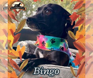 Chiweenie Dogs for adoption in San Antonio, TX, USA