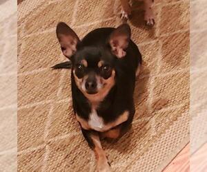 Chihuahua Dogs for adoption in Chandler, AZ, USA