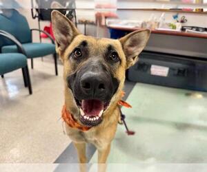 German Shepherd Dog-Unknown Mix Dogs for adoption in Santa Rosa, CA, USA