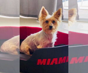 Mutt Dogs for adoption in miami, FL, USA