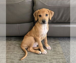 Labrador Retriever-Unknown Mix Dogs for adoption in Virginia Beach, VA, USA