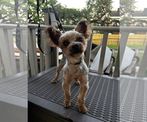 Mutt Dogs for adoption in New Orleans, LA, USA