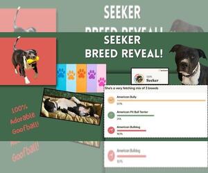 American Staffordshire Terrier-Unknown Mix Dogs for adoption in Stckton, CA, USA