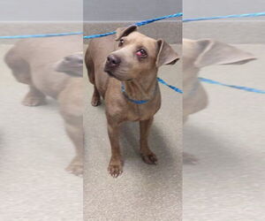 Mutt Dogs for adoption in Las Vegas, NV, USA