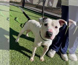 Mutt Dogs for adoption in Baytown, TX, USA