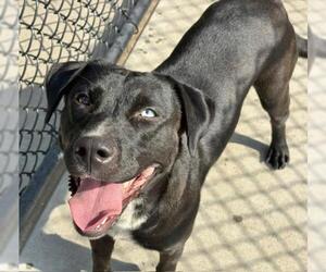 Labrador Retriever Dogs for adoption in Tulsa, OK, USA