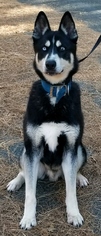 Siberian Husky Dogs for adoption in Seaford, DE, USA