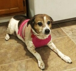Beagle Dogs for adoption in Templeton, MA, USA