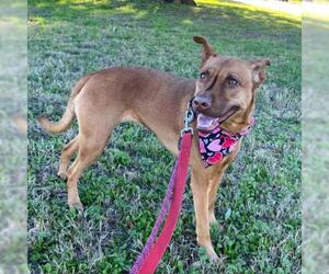Basenji Dogs for adoption in Austin, TX, USA