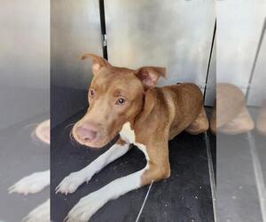 American Pit Bull Terrier-Unknown Mix Dogs for adoption in San Antonio, TX, USA