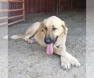 Anatolian Shepherd Dogs for adoption in Whitewright, TX, USA