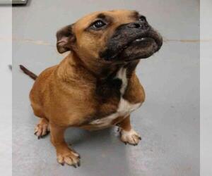Bullboxer Pit Dogs for adoption in Peoria, IL, USA