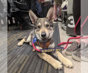 Huskies -Unknown Mix Dogs for adoption in Fargo, ND, USA