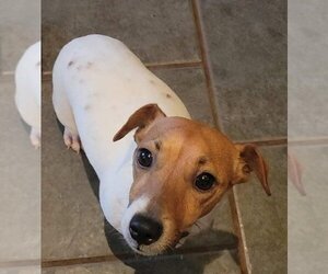 Jack Russell Terrier-Unknown Mix Dogs for adoption in Portland, OR, USA