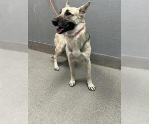 German Shepherd Dog-Unknown Mix Dogs for adoption in Las Vegas, NV, USA
