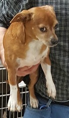 Chiweenie Dogs for adoption in Baileyton, AL, USA