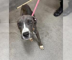 American Pit Bull Terrier Dogs for adoption in Forestville, MD, USA