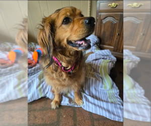 Medium Photo #9 Cocker Spaniel-Unknown Mix Puppy For Sale in Cranston, RI, USA