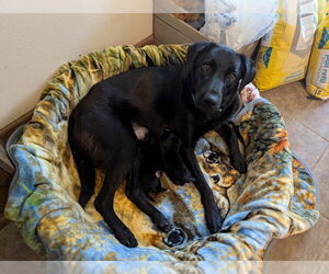 Labrador Retriever-Unknown Mix Dogs for adoption in Bolivar, MO, USA