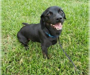 Chiweenie Dogs for adoption in Altus, OK, USA