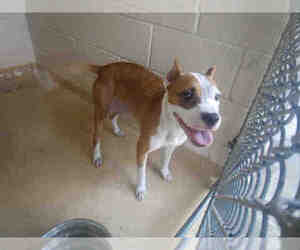 American Staffordshire Terrier Dogs for adoption in Lufkin, TX, USA