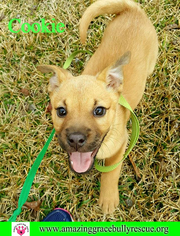 Black Mouth Cur Dogs for adoption in Pensacola, FL, USA