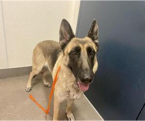German Shepherd Dog Dogs for adoption in HESPERIA, CA, USA