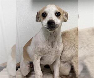 Chihuahua Dogs for adoption in Bakersfield, CA, USA