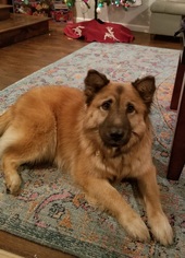 Small Chow Chow Mix