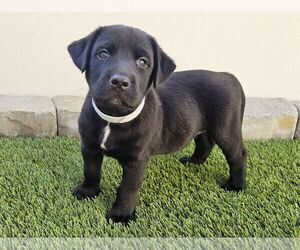 Labrador Retriever-Unknown Mix Dogs for adoption in Mission Viejo, CA, USA