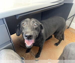 Labrador Retriever Dogs for adoption in Bolivar, MO, USA