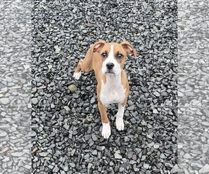 Boxer-Greater Swiss Mountain Dog Mix Dogs for adoption in Stanwood, WA, USA