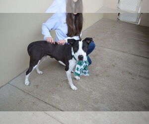 American Staffordshire Terrier-Unknown Mix Dogs for adoption in McKinney, TX, USA