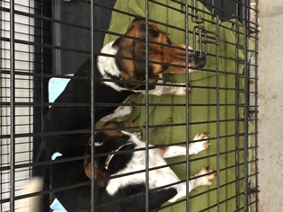 Beagle Dogs for adoption in Cincinnati, OH, USA