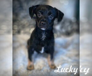 Chiweenie Dogs for adoption in Chino Hills, CA, USA