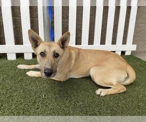 German Shepherd Dog-Unknown Mix Dogs for adoption in Modesto, CA, USA