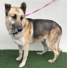 German Shepherd Dog Dogs for adoption in Visalia, CA, USA