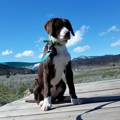 Lab-Pointer Dogs for adoption in Yreka, CA, USA