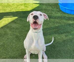 Argentinian Mastiff Dogs for adoption in Orange, CA, USA