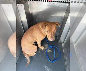 American Staffordshire Terrier-Unknown Mix Dogs for adoption in Grand Prairie, TX, USA