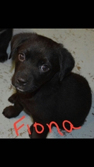 Labrador Retriever Dogs for adoption in Charleston , WV, USA