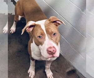 American Pit Bull Terrier-Unknown Mix Dogs for adoption in Tavares, FL, USA