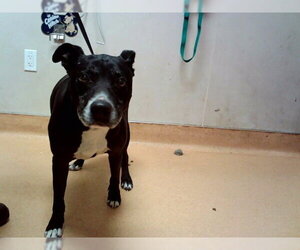 Labrador Retriever-Unknown Mix Dogs for adoption in Martinez, CA, USA