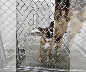 Akita-Unknown Mix Dogs for adoption in Temple, TX, USA