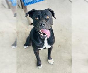 Mutt Dogs for adoption in Chula Vista, CA, USA