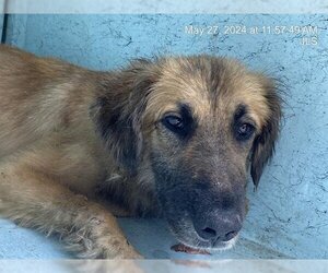 German Shepherd Dog-Unknown Mix Dogs for adoption in Ocala, FL, USA