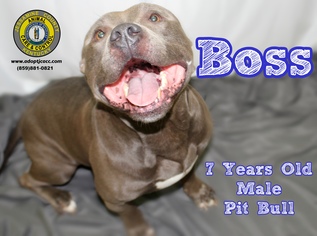 American Pit Bull Terrier Dogs for adoption in Nicholasville, KY, USA
