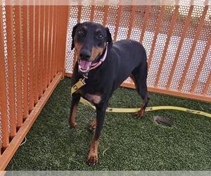 Doberman Pinscher-Unknown Mix Dogs for adoption in Las Vegas, NV, USA
