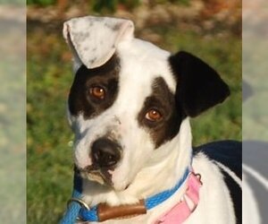 Mutt Dogs for adoption in Chesapeake City, MD, USA